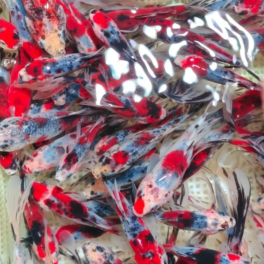 水墨兰花草金鱼3-5厘米49条好养冷水观赏鱼 颜色混搭 不支持指定