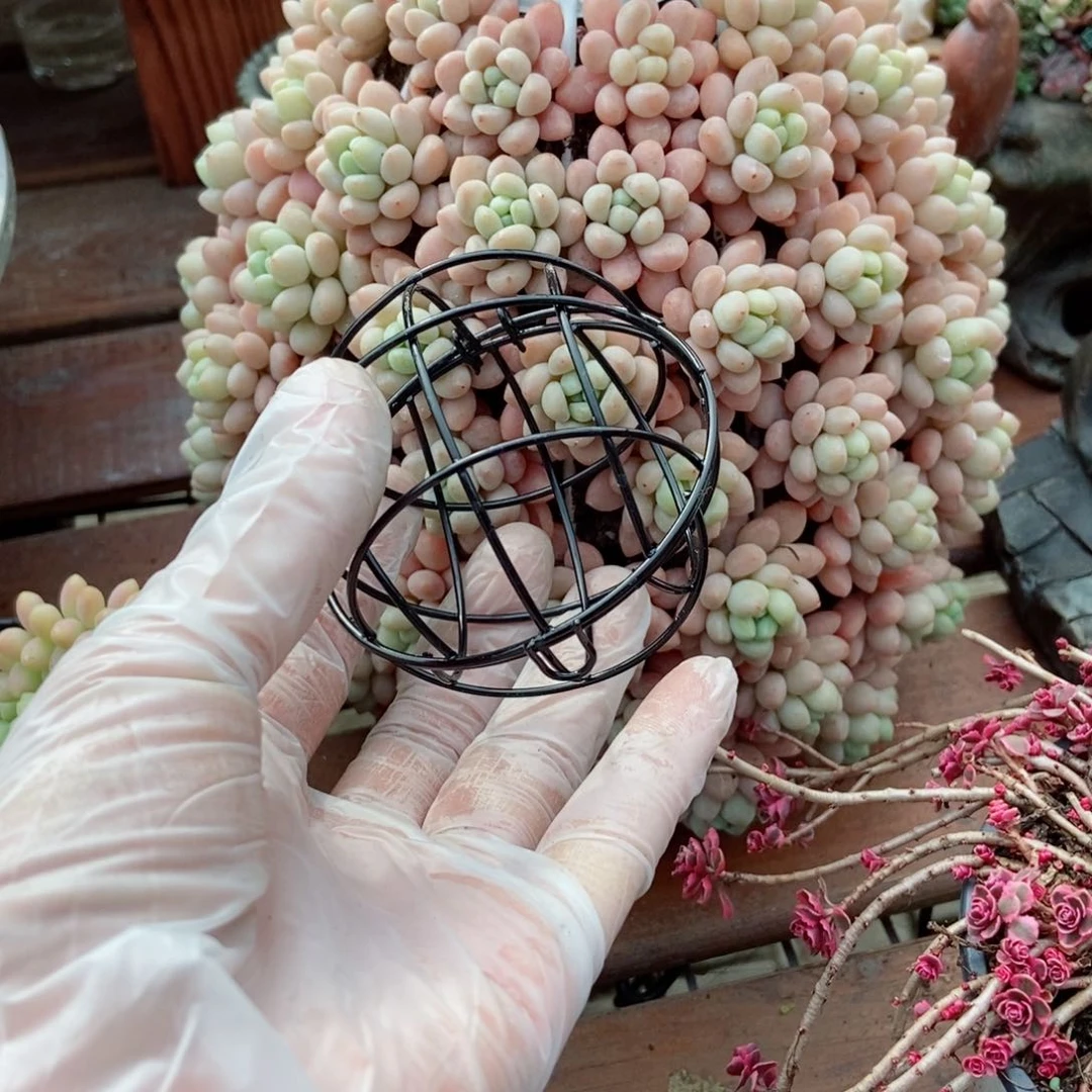 50颗洛可可一个铁球