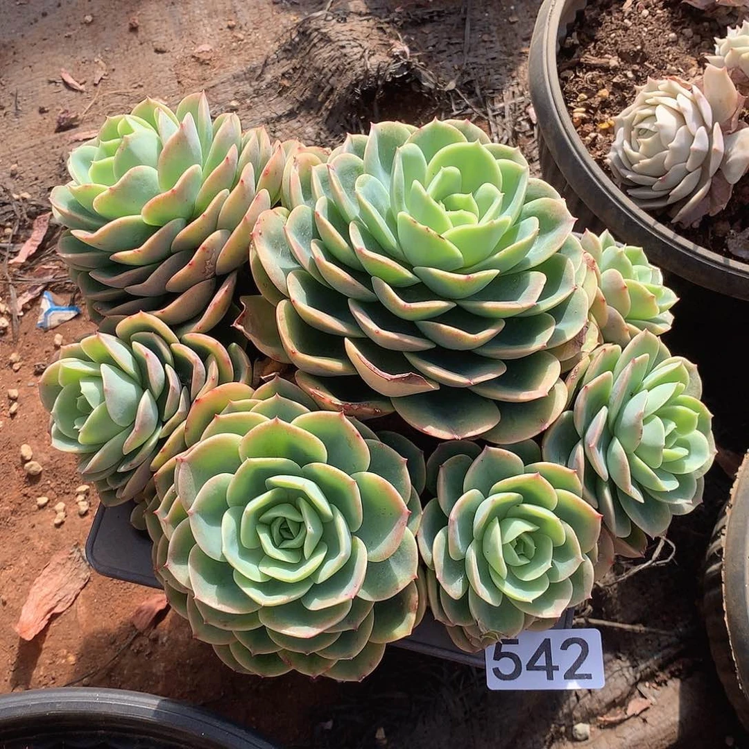 542哈密瓜 一物一拍多肉