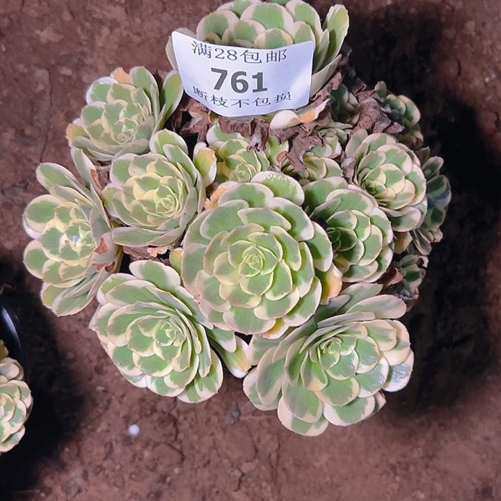 王***薇761迈巴赫多肉植物