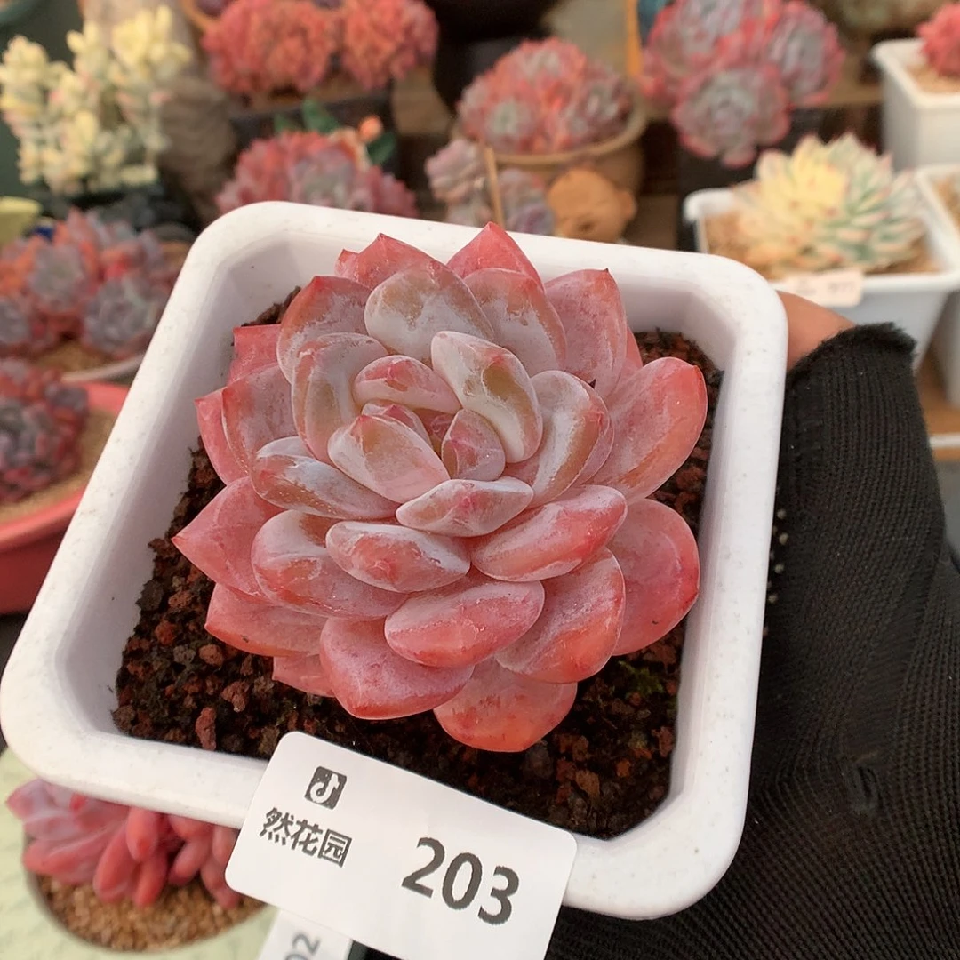 203雪天使多肉植物6666