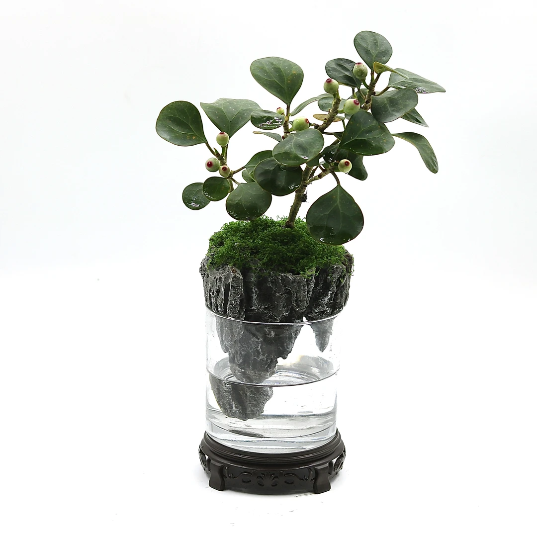 【泡泥系列】小盼菩提树室内绿植桌面好养带果禅意中式小盆景植物