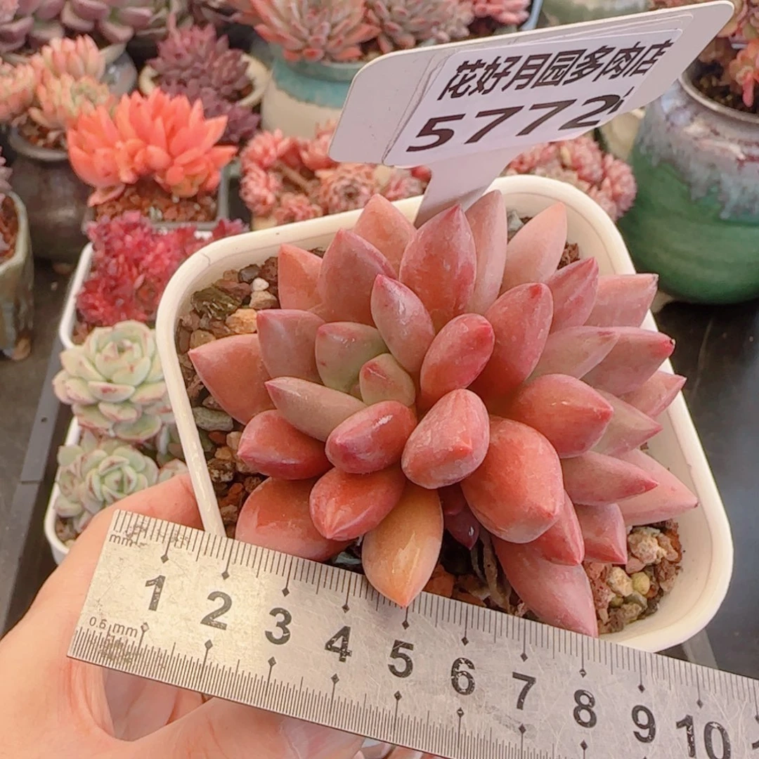 多肉植物5772……………..