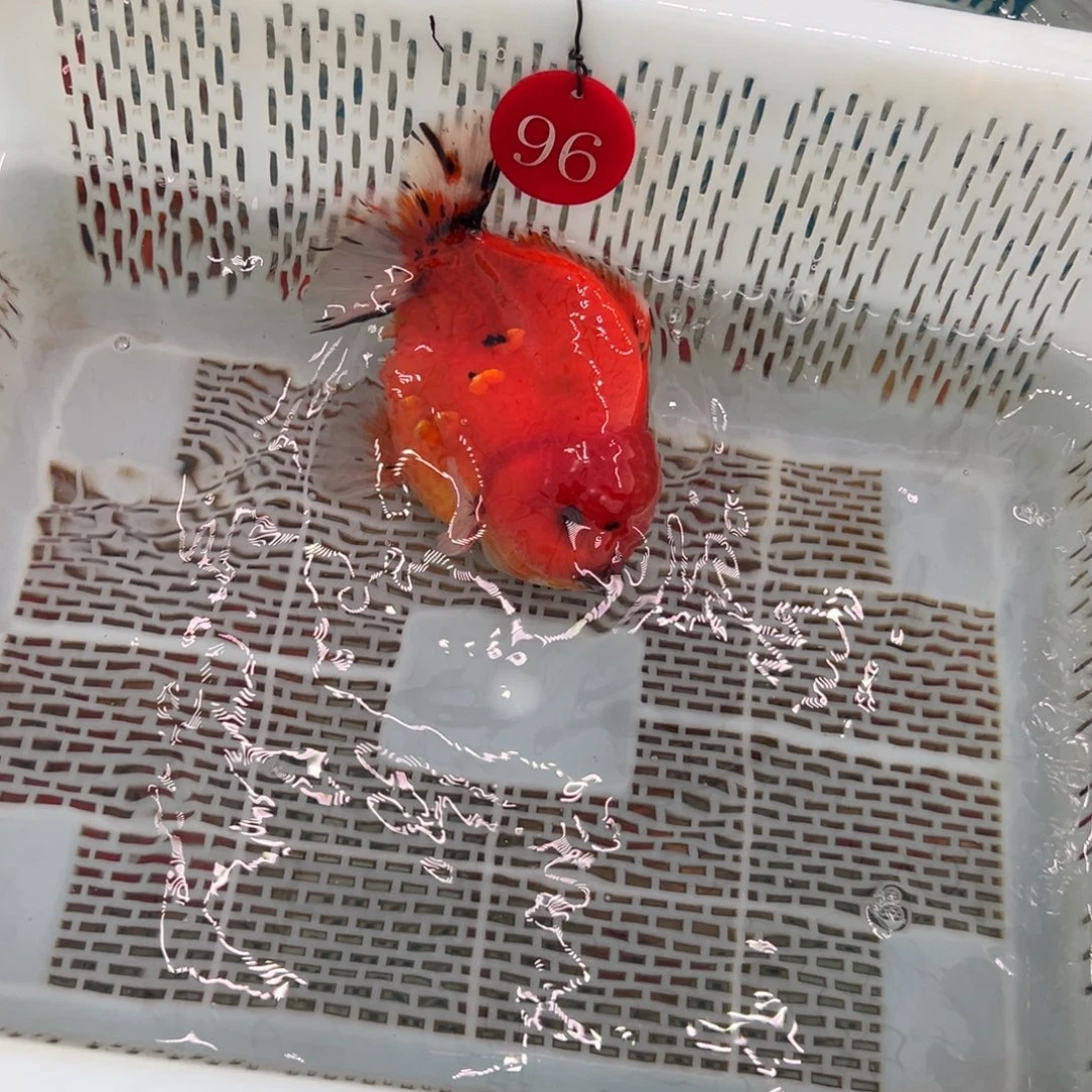 美***6金鱼你好吗我好想你啊