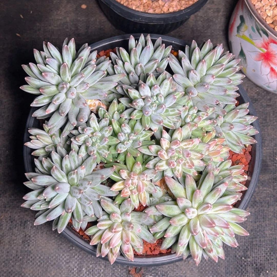 薇*?薇1111111111111111