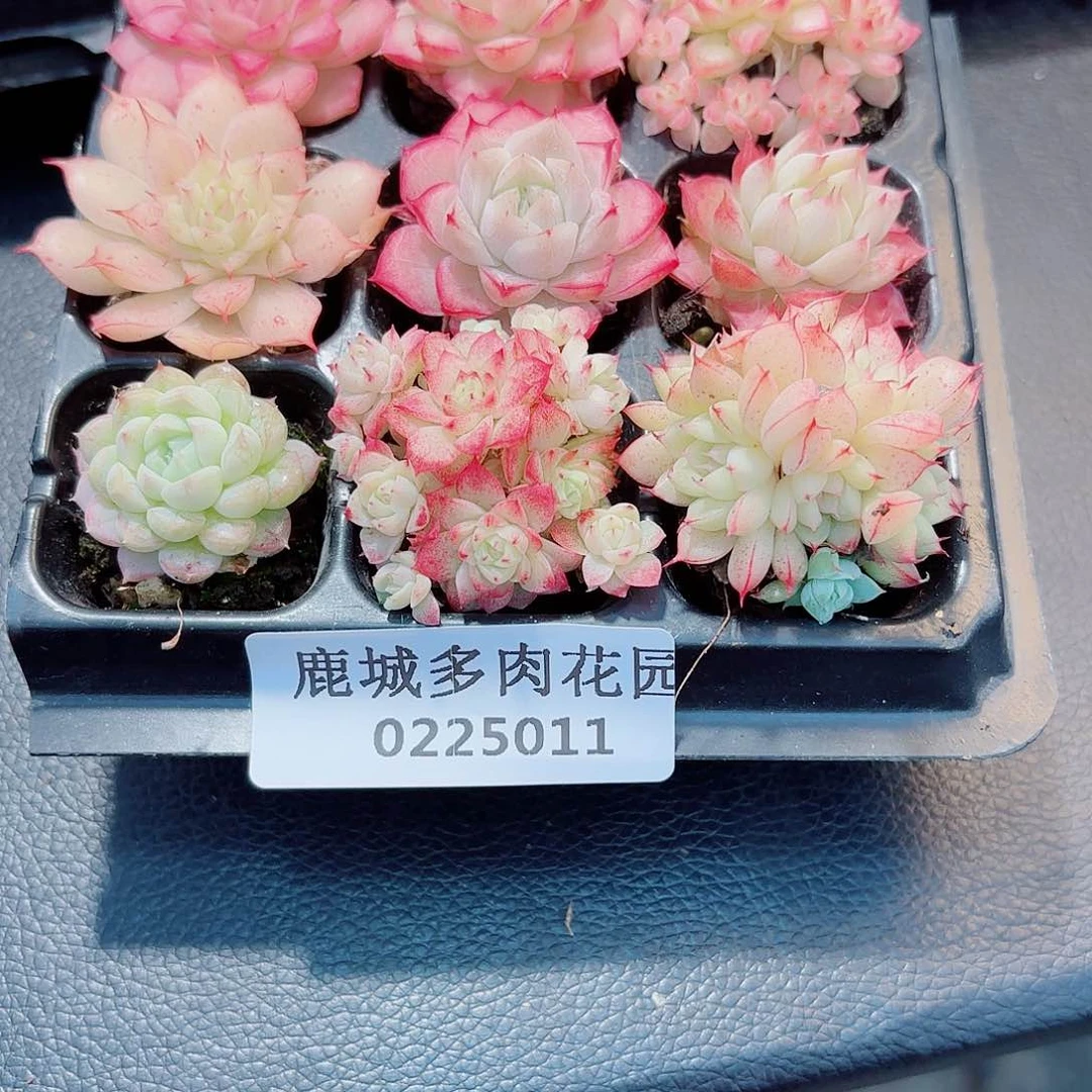 悠**心0225-011女王组合多肉