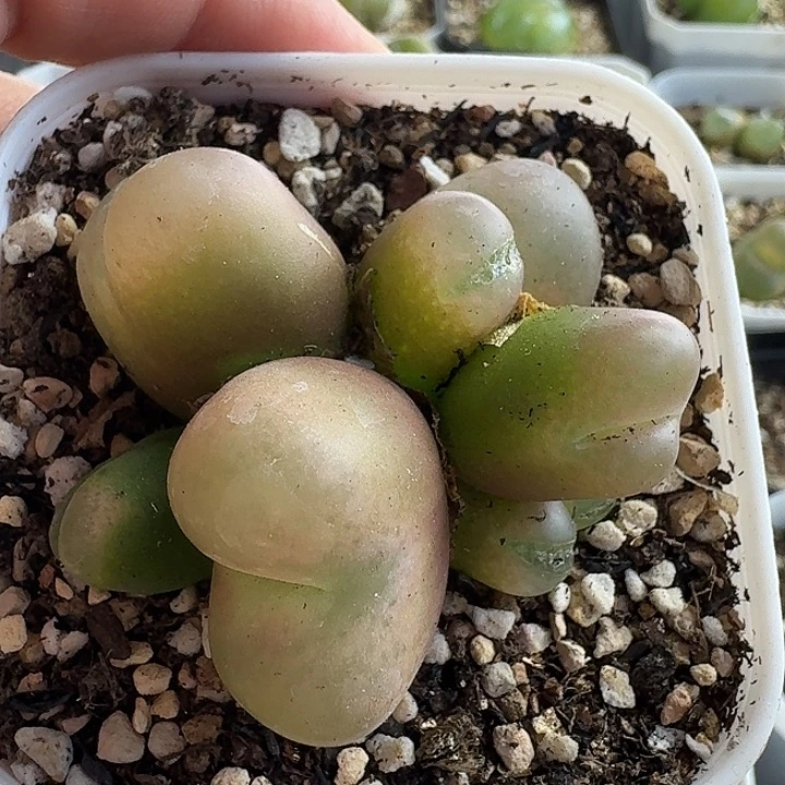 老马生石花六头毛1634