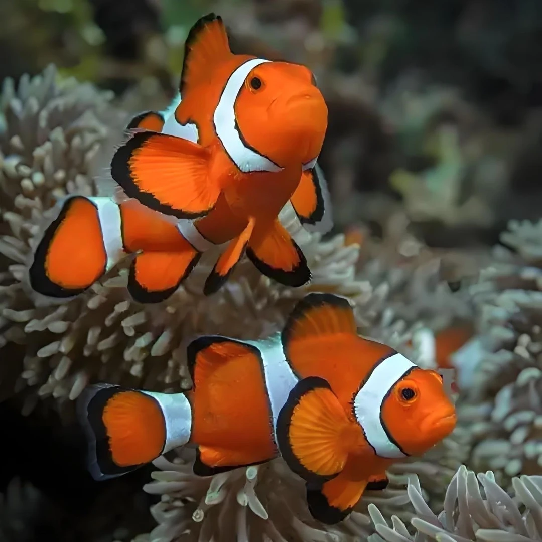 可爱萌宠公子澳黑红小丑金透红小丑鱼活鱼混养海水鱼观赏鱼