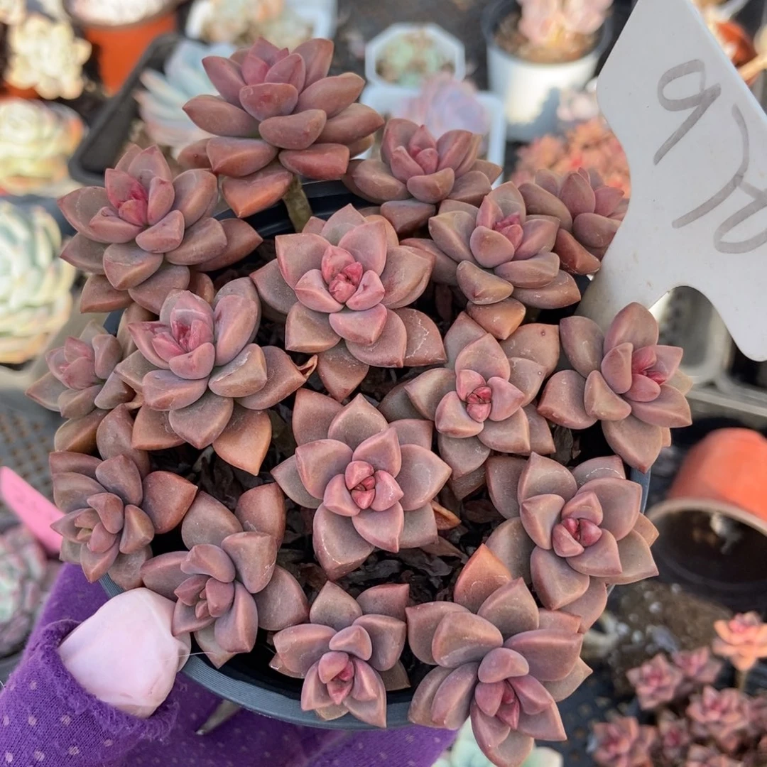 970姬龙月多肉植物保护