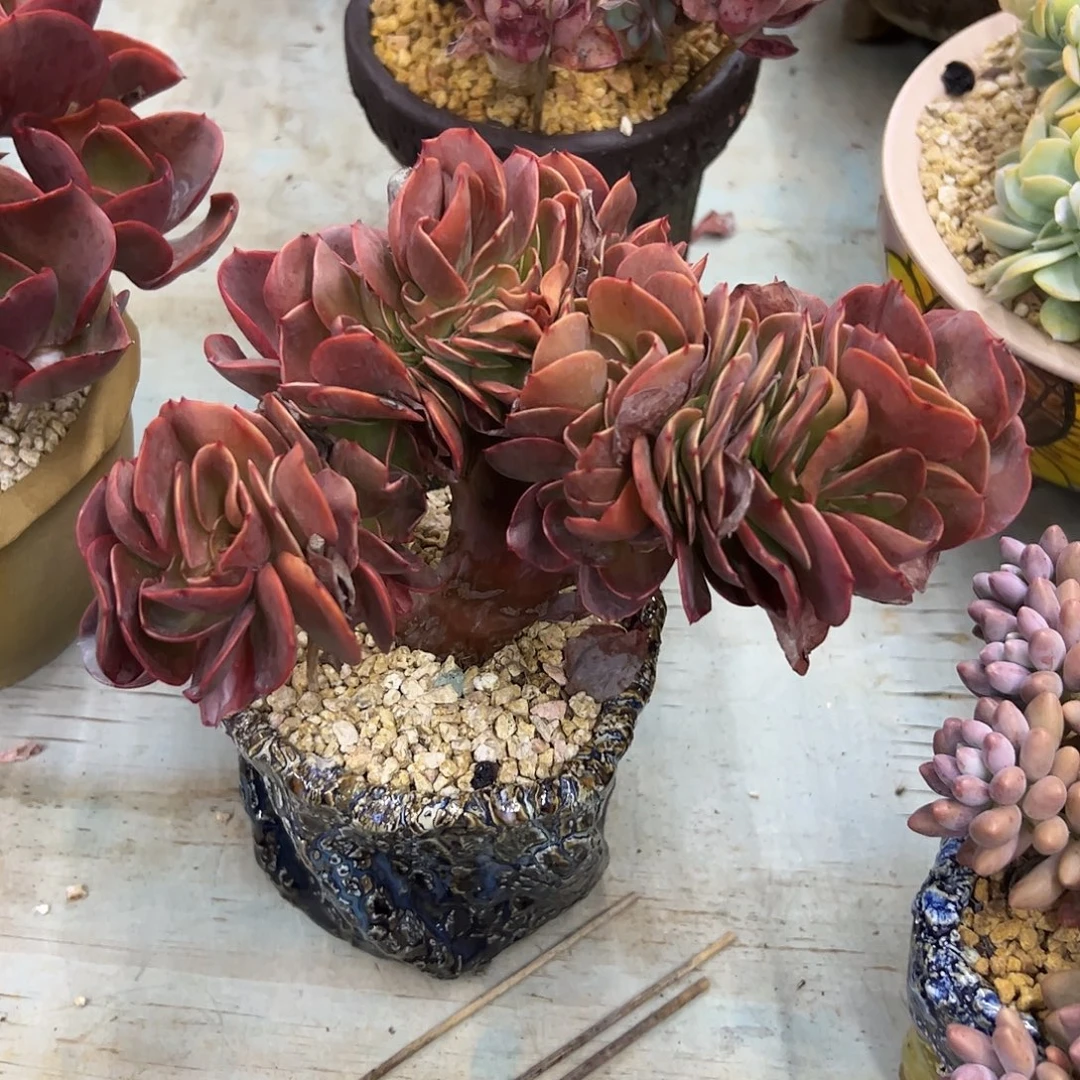 若涛缀28 零零多肉植物