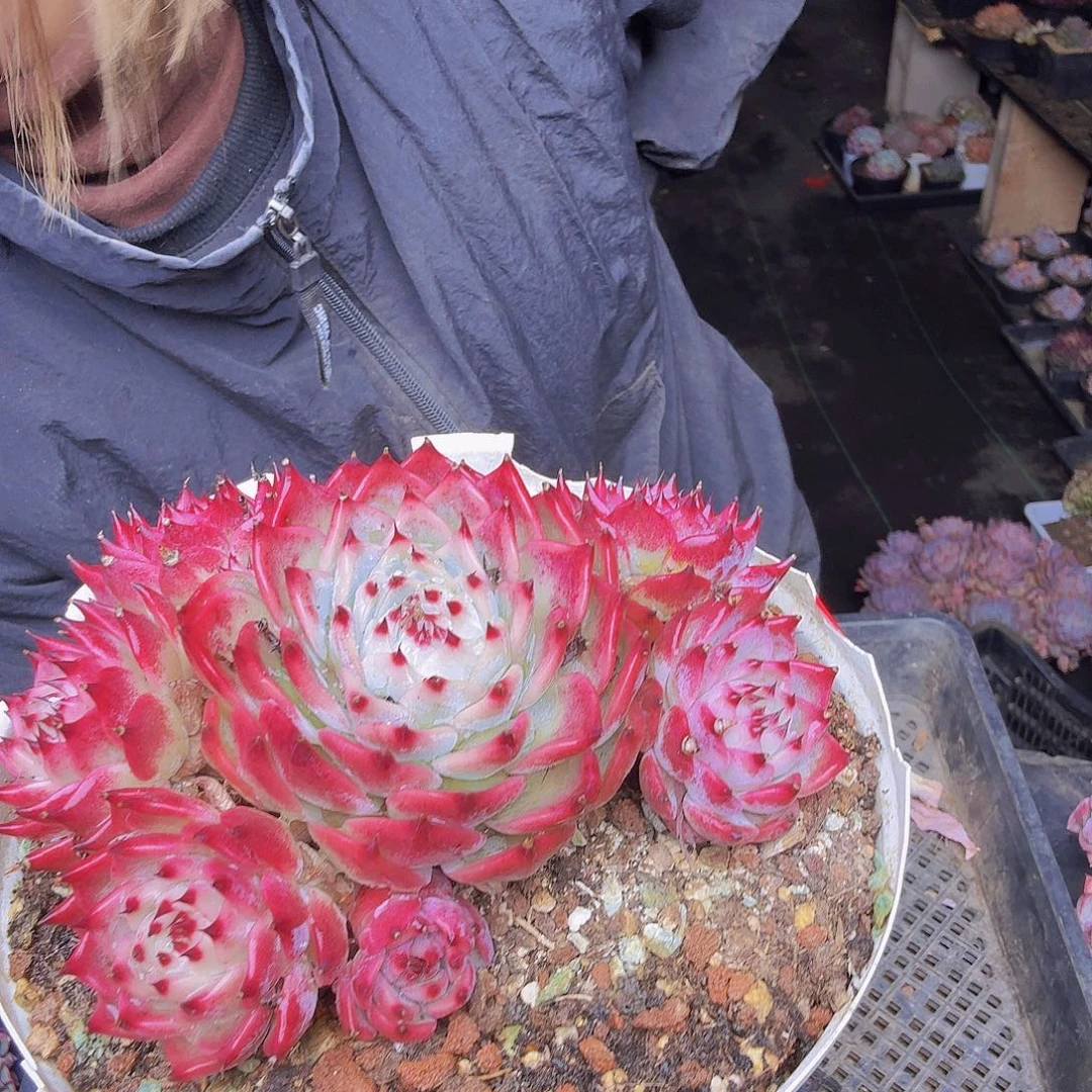 浮***憾026吉娃娃一物一拍吉娃娃