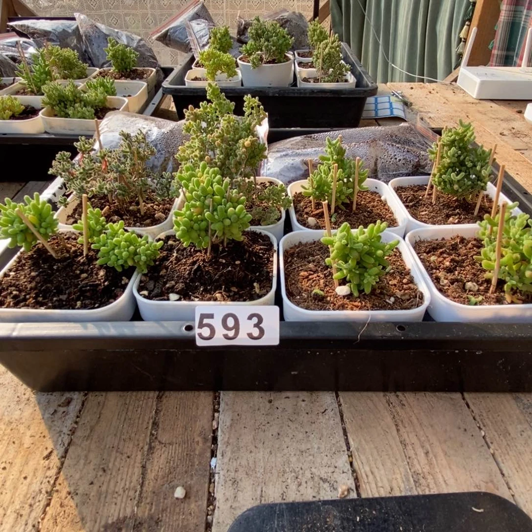 枝干番杏多肉植物593