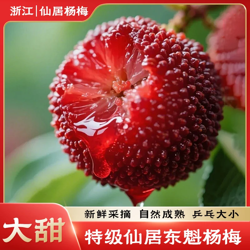 【仙居东魁杨梅】顺丰冷链正宗仙居老树杨梅浙江省