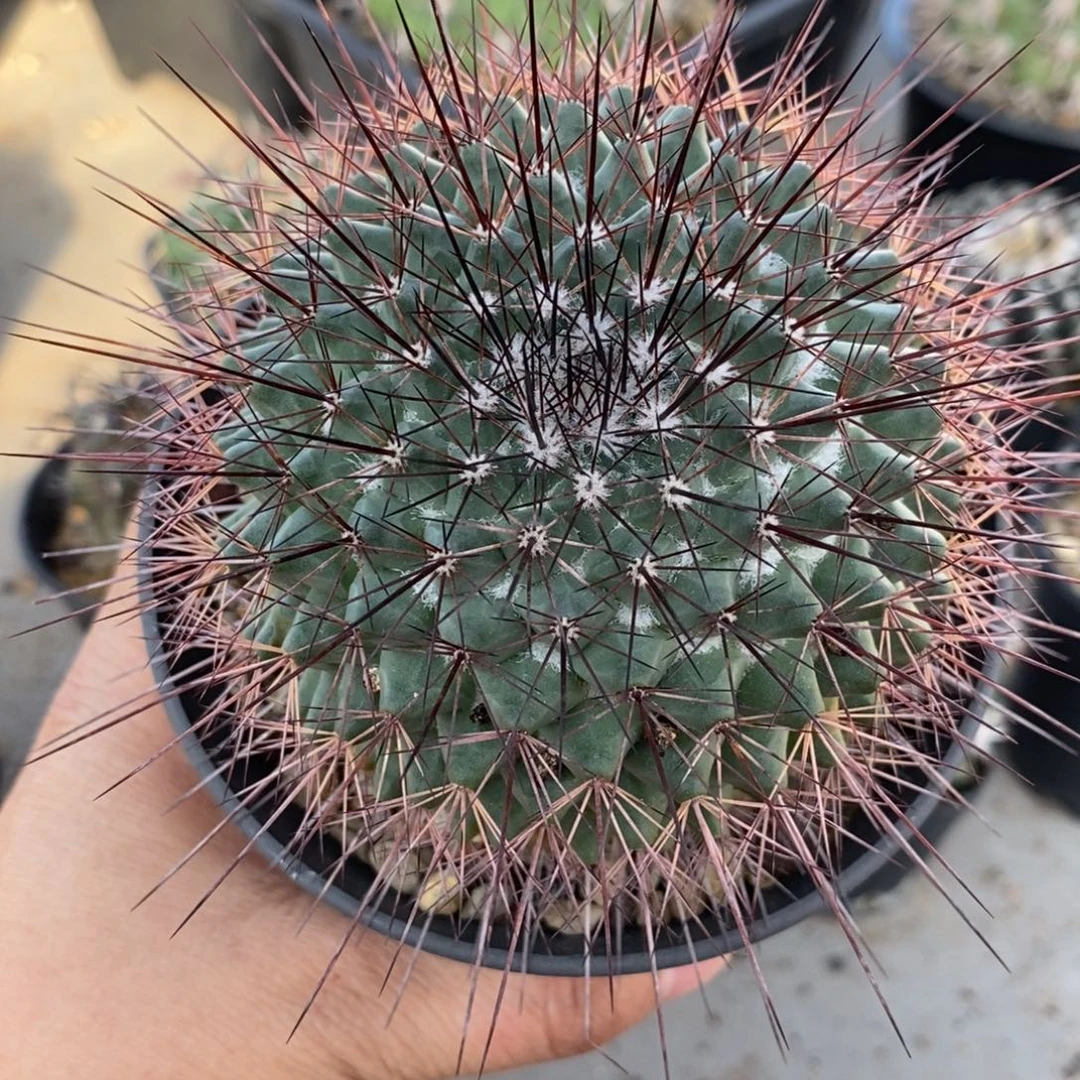 狂莲丸仙人球仙人球