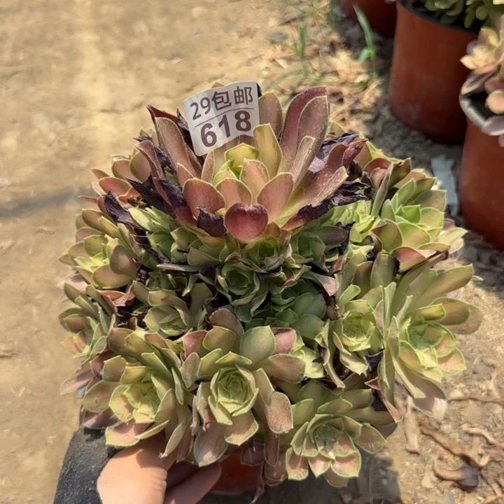 韶华……多肉植物……