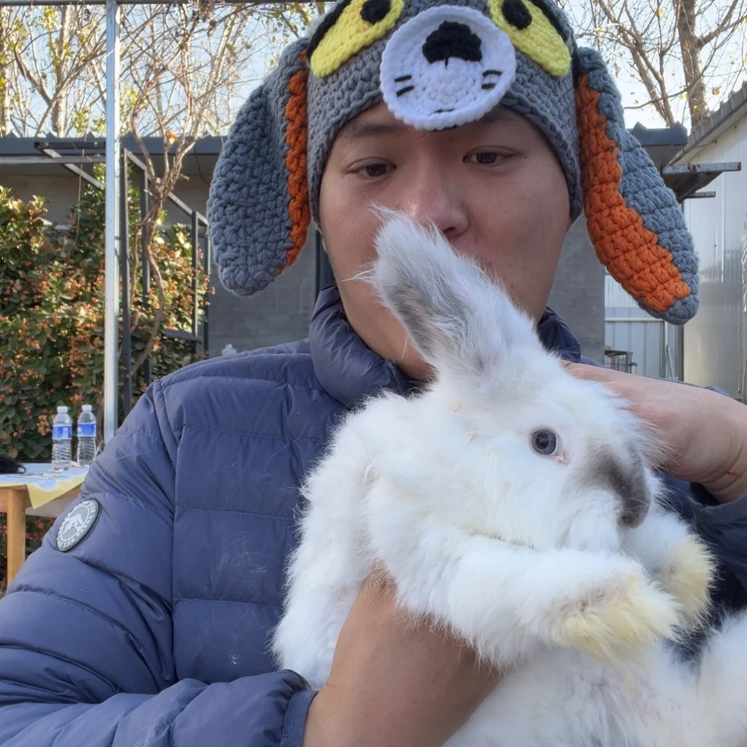 宠物兔英系安哥拉兔