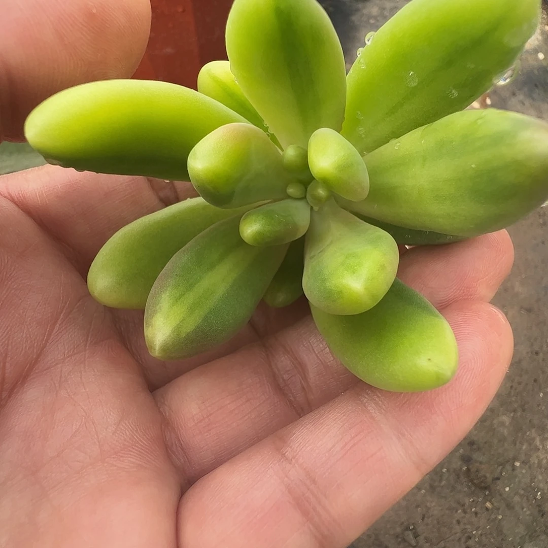 啾***多肉植物多肉植物