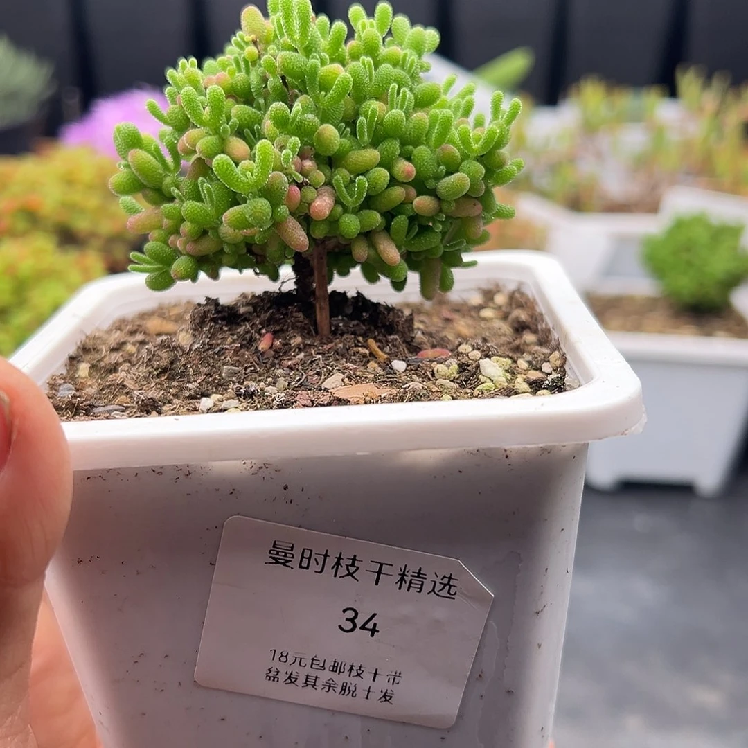 34号8公分密橘糖球12.26多肉