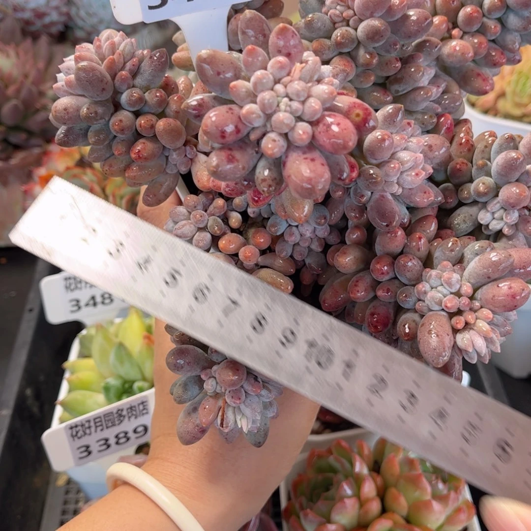 多肉植物3488 一定要拍冷链哦