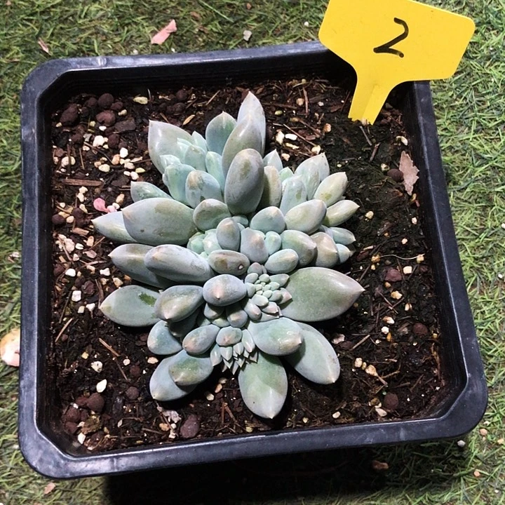 胖体哥特萝莉大群多肉植物