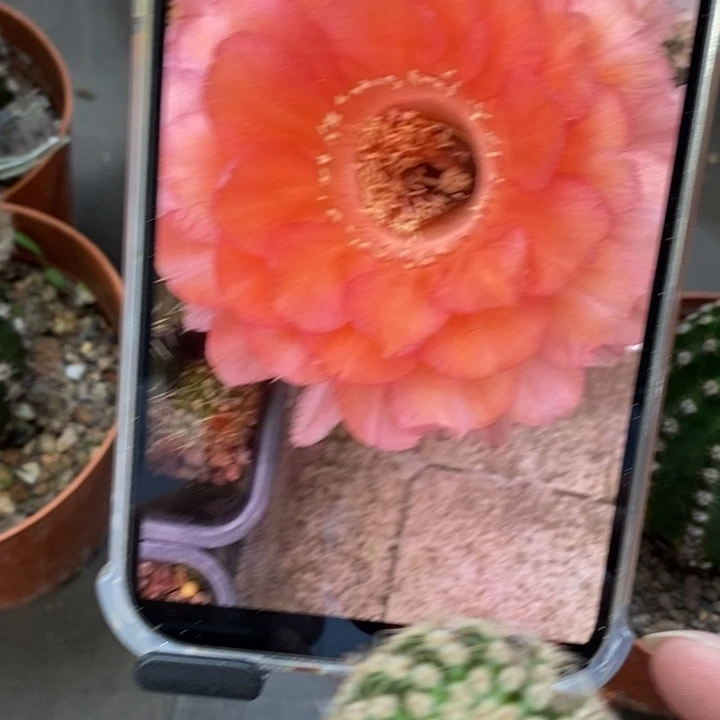香香心舞侧芽3公分左右