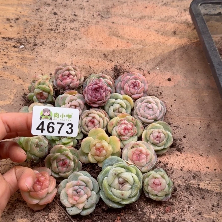 修****?多肉植物多肉植物