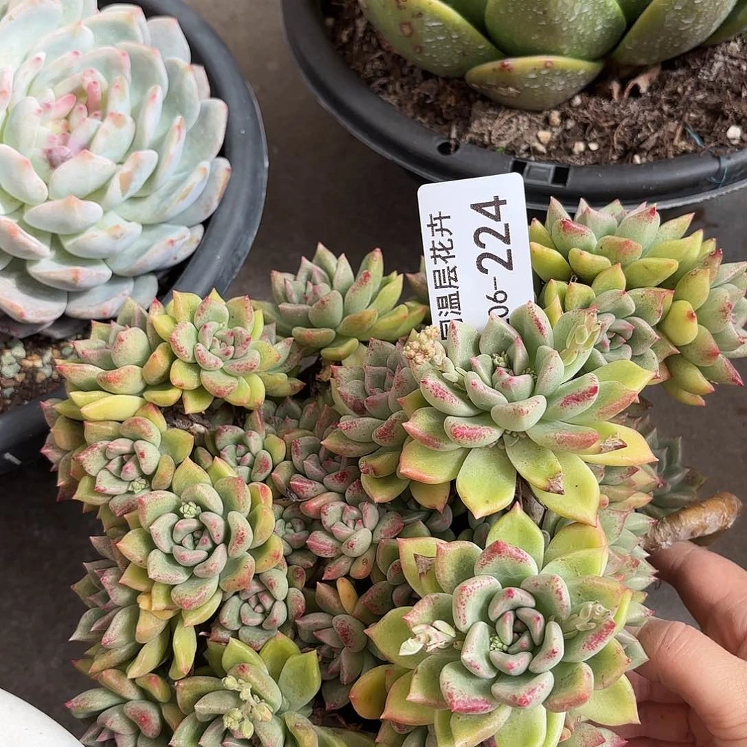 同温层多肉璀璨224