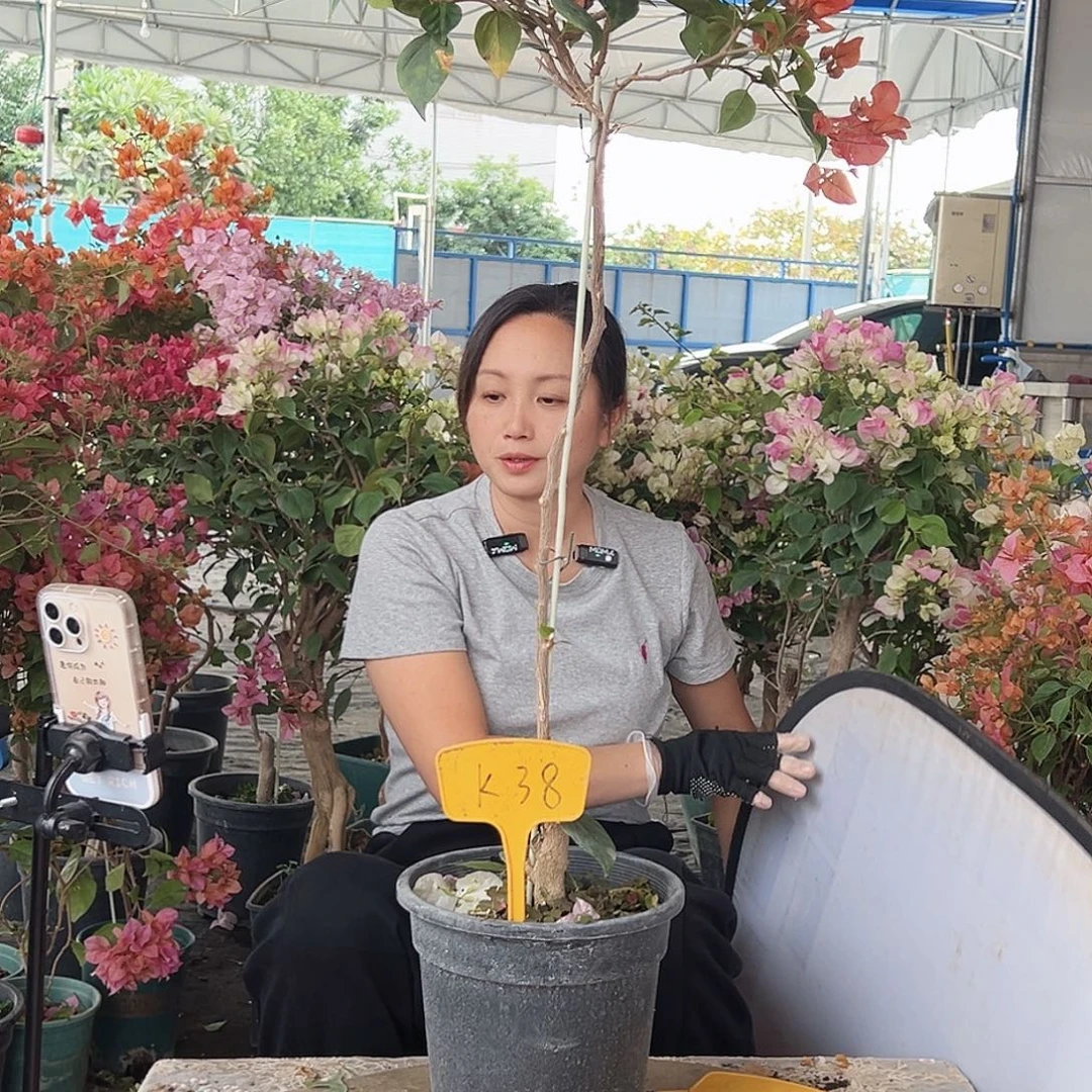 大***猪大部分花苞少量开放K38棒棒糖