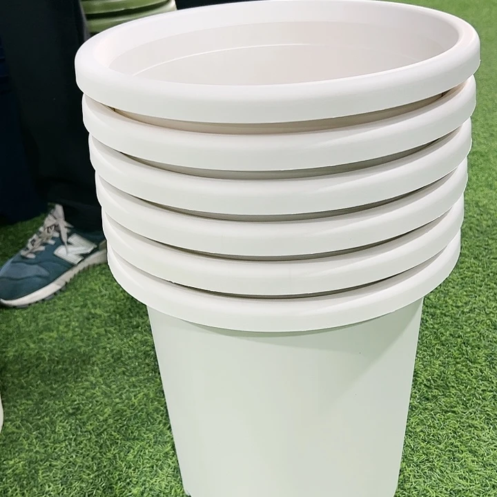 微瑕7号四季口33高33白色无托6只