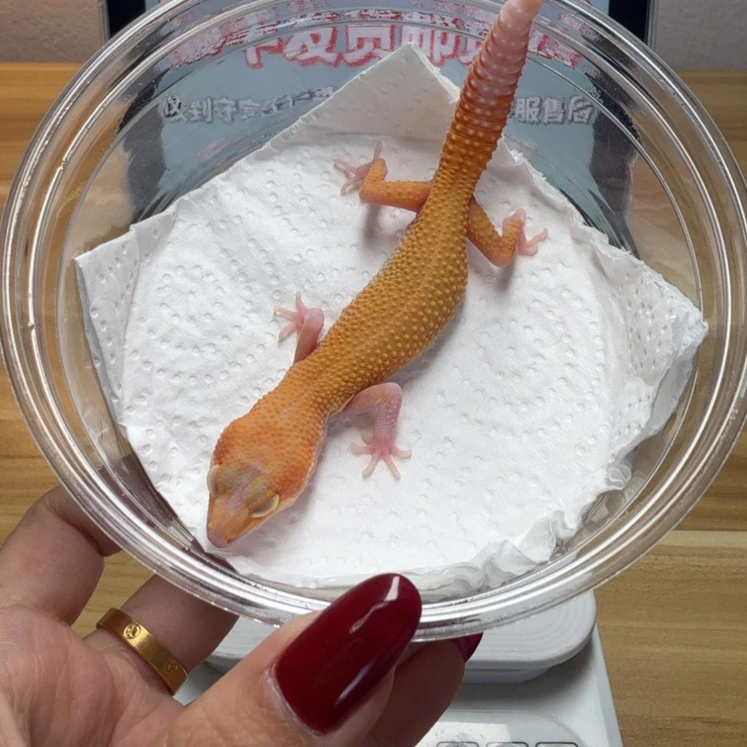 豹纹守宫红眼无纹暴龙母温尾巴弯曲