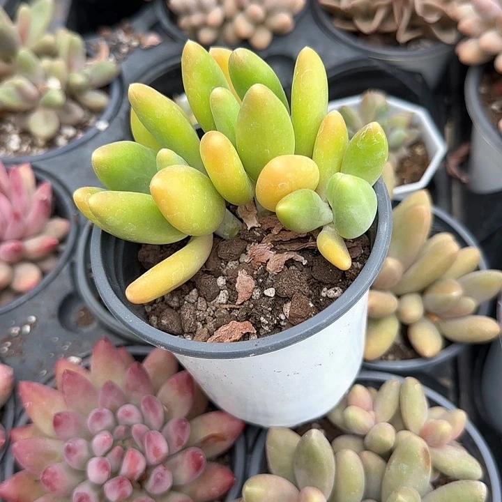 青蛙王子儿童牙膏111