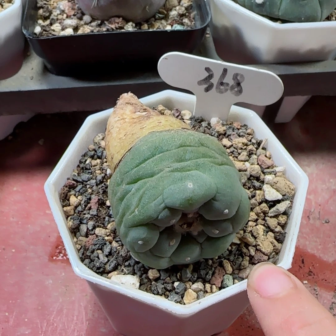 又**了368实生草球➕紫丽丸多肉