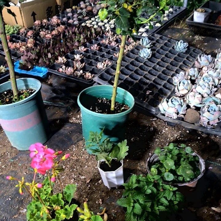 枝满9元包邮，，棒棒糖老庄