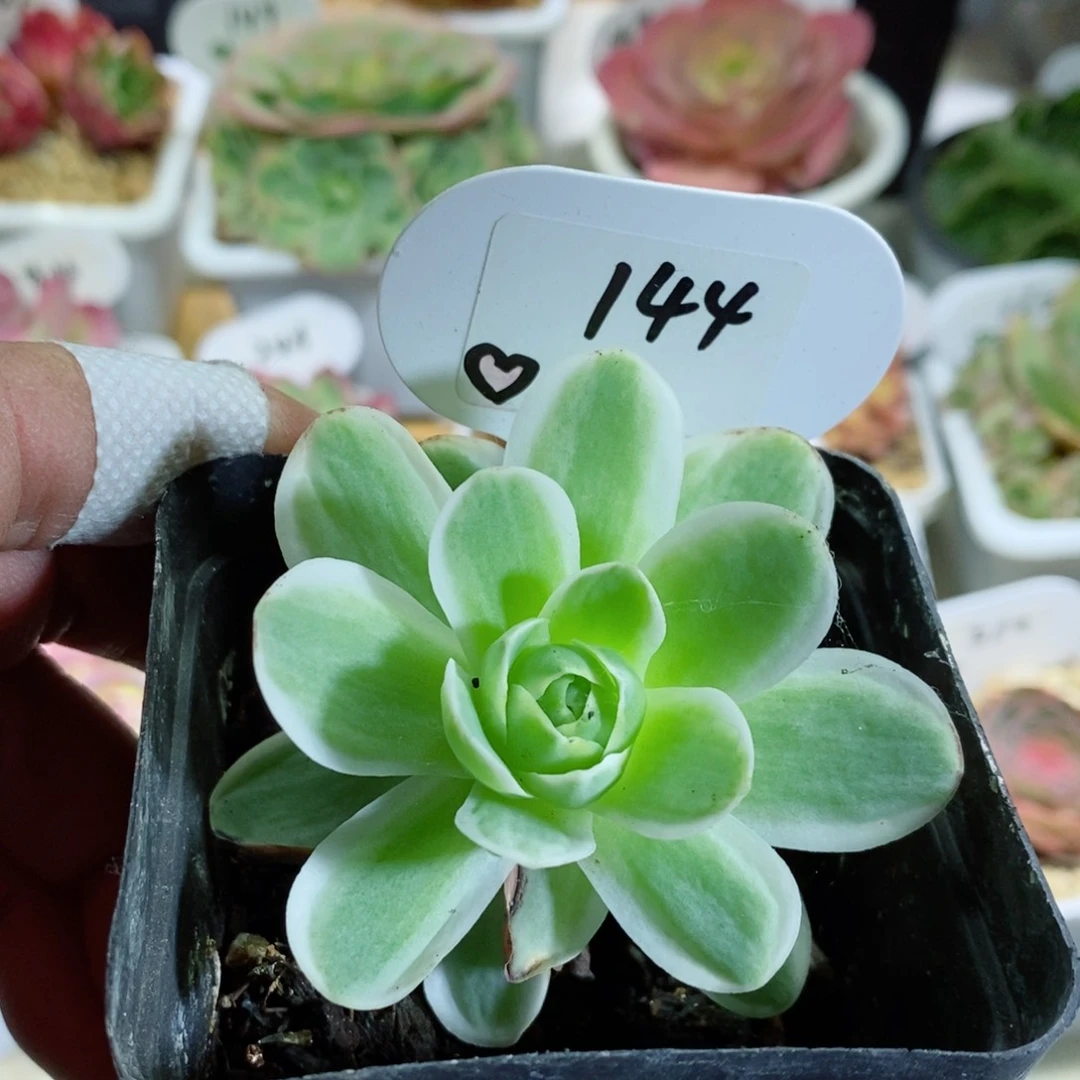 144春晓 山地玫瑰