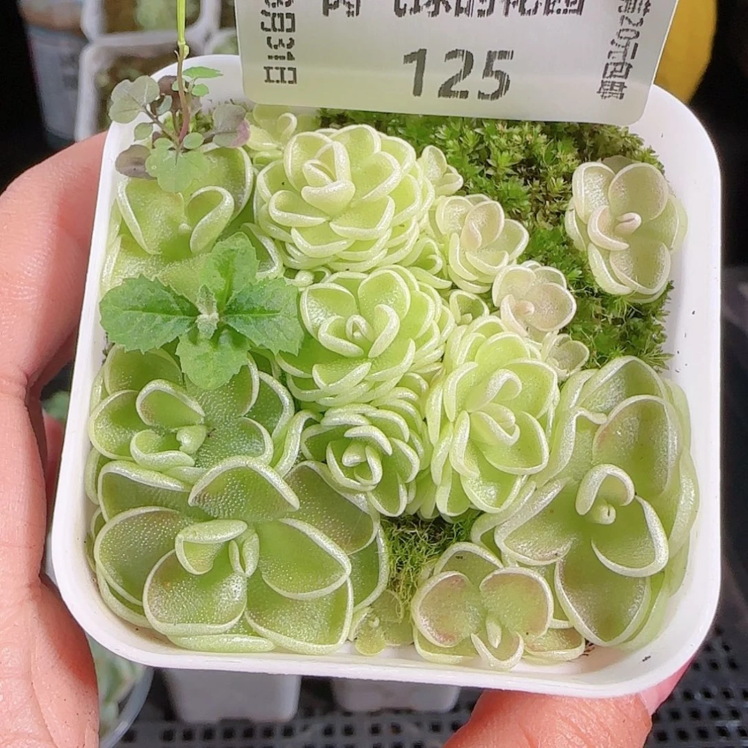0831---125爱丽丝，