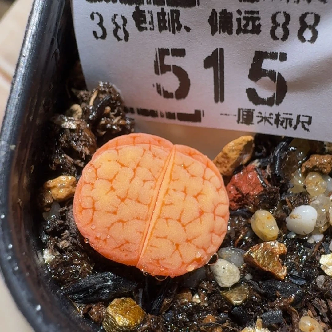 zzzz生石花肉锥515锦