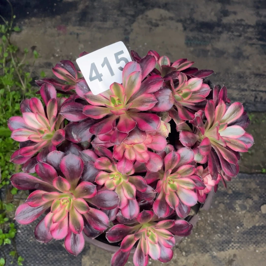 415号香奈法师有砍过头