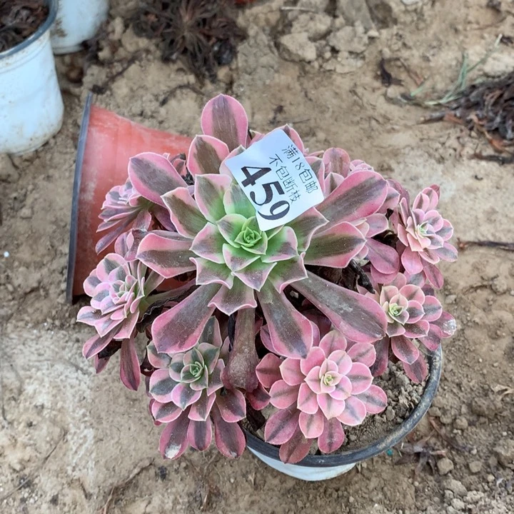459美杜莎手捧4号
