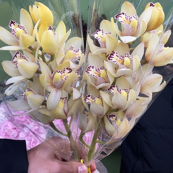 完全开放多米诺惠兰2支