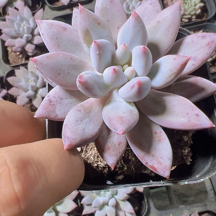 所罗门精品多肉植物