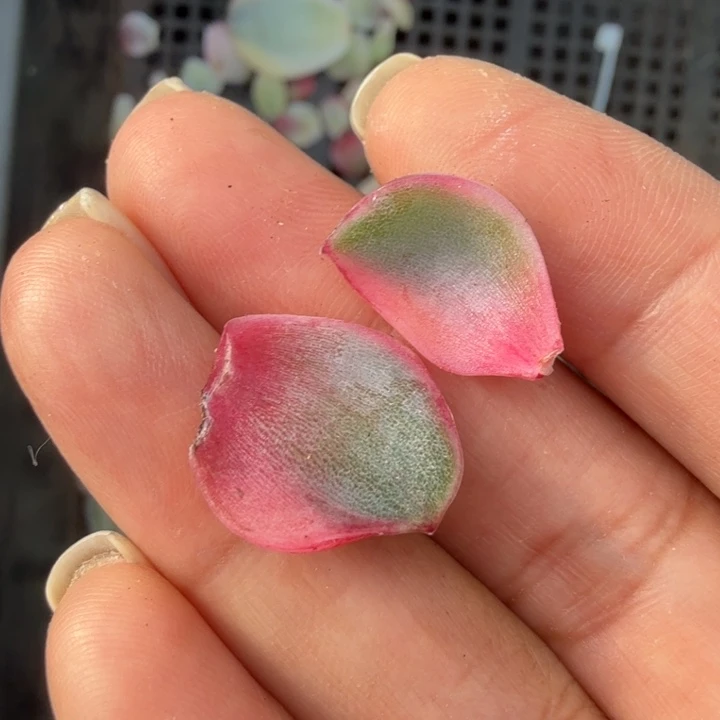 紫水晶锦yi zu ye pi s j