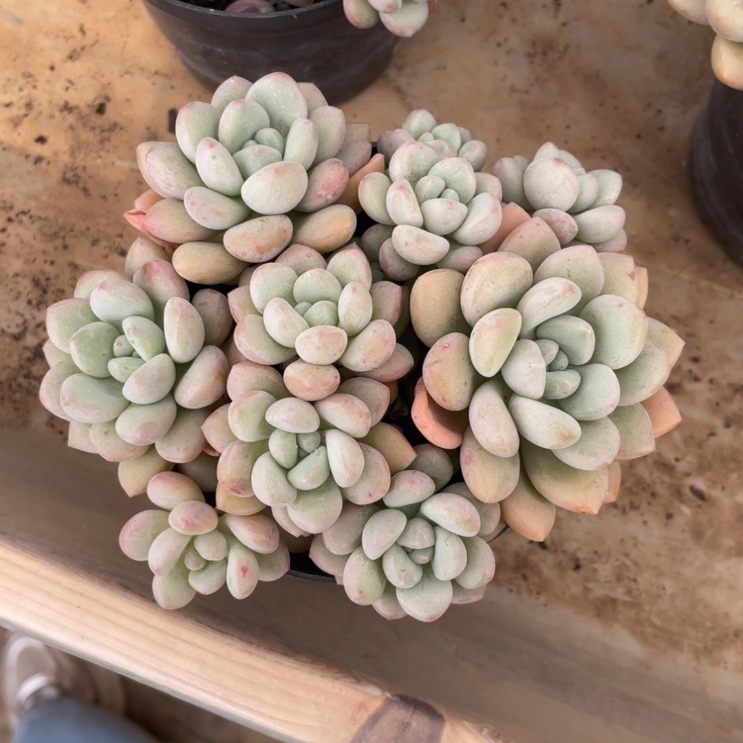 泡泡糖冠幅13 公分一物一拍