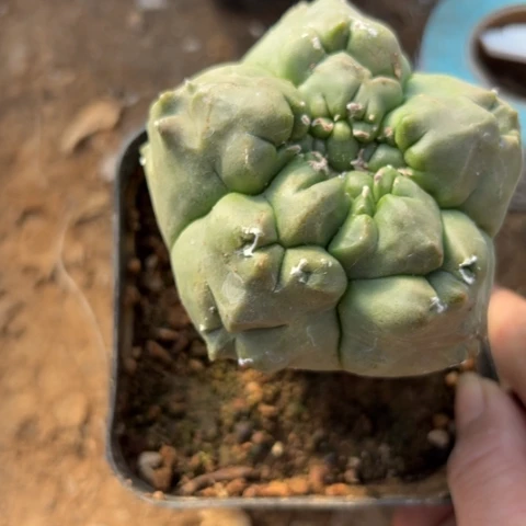 051瑕疵仙人球卡牌都是