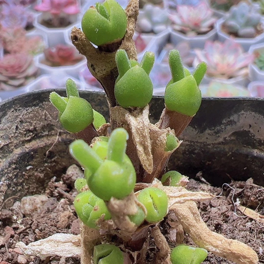 老桩碧光环19包邮多肉植物
