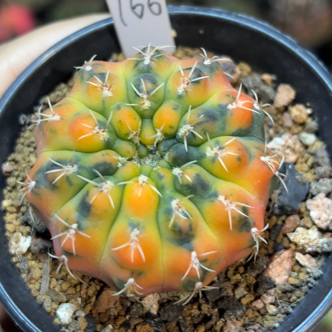 泰系实生虎斑裸恶锦166