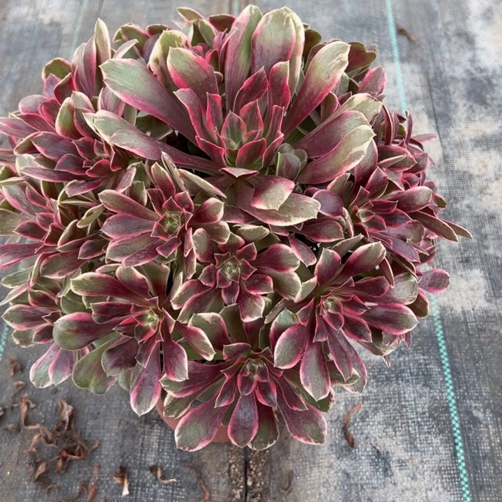 焕沙多少植物花花