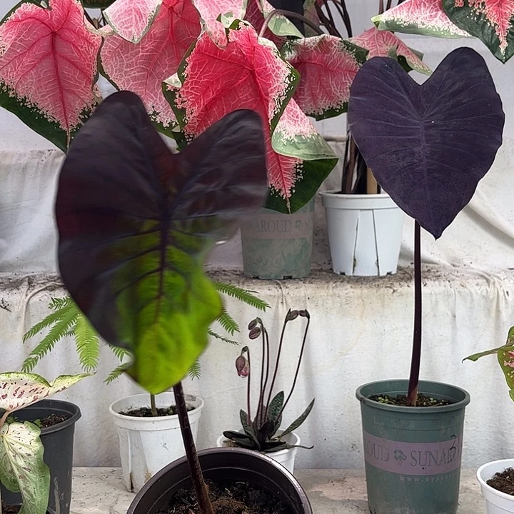 无花朵黑魔法彩叶芋