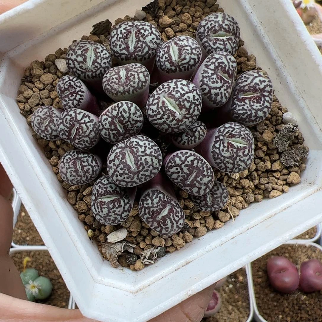 【闪购商品】28 墨