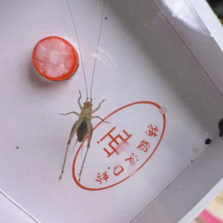 蟋蟀漂亮大个一只合适好看