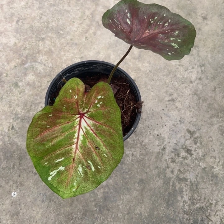 无花朵海王无售后